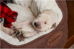 Iago - English Golden Retriever for sale