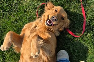 Upcoming Female - Golden Retriever for sale