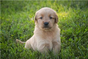 Nadine - puppy for sale