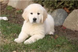 Blair - puppy for sale
