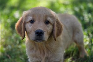 Noland - Golden Retriever for sale