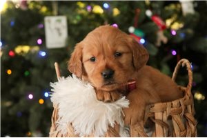 Antoinette - puppy for sale