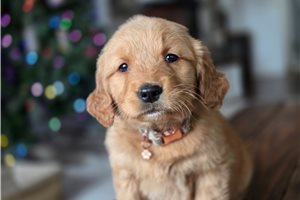 Amelia - Golden Retriever for sale