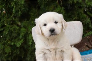 Barrett - puppy for sale