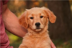 Nicolette - Golden Retriever for sale