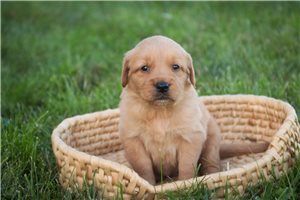 Nora - Golden Retriever for sale