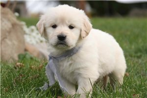 Beckett - puppy for sale