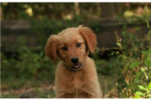 Nadine - Golden Retriever for sale