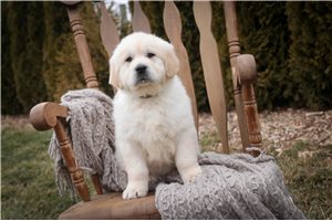 Peter - puppy for sale