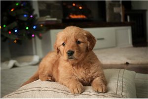 Autumn - Golden Retriever for sale