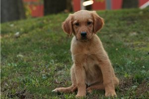 Nora - Golden Retriever for sale