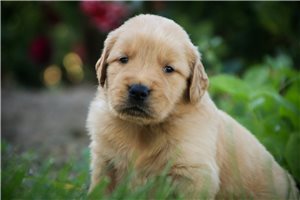 Noland - puppy for sale