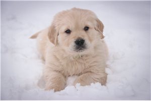 Parker - puppy for sale