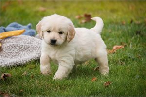 Beckham - puppy for sale