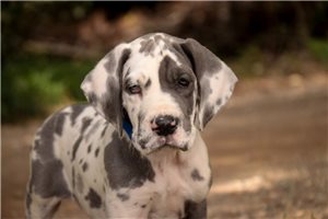 Albert - Great Dane for sale
