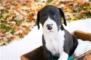Gilbert - puppy for sale