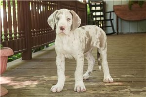 Bentley - Great Dane for sale
