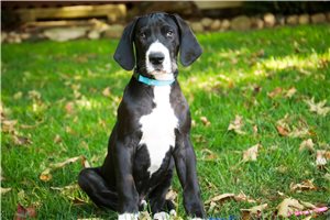 Goliath - puppy for sale