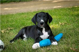 Clint - puppy for sale