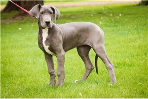 Jaime - Great Dane for sale