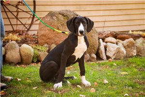 Gregory - Great Dane for sale