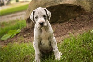 Alice - Great Dane for sale