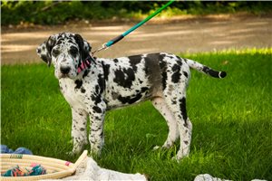 Chelsea - puppy for sale