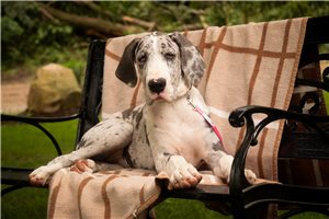 Bella - Great Dane for sale