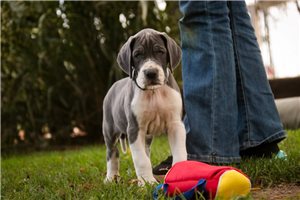 Rosie - Great Dane for sale