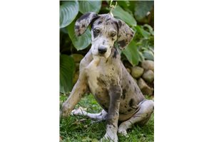 Kenzie - Great Dane for sale