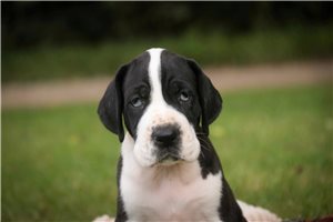 Rudy - puppy for sale