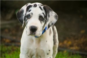 Alex - Great Dane for sale