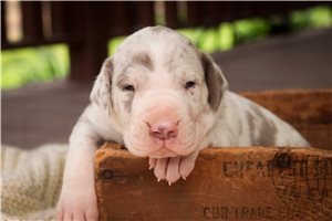 Bentley - puppy for sale