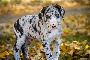 Garrett - puppy for sale