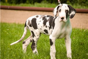 Gladys - Great Dane for sale