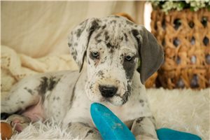 Cadence - puppy for sale