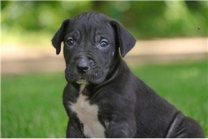 Abraham - Great Dane for sale
