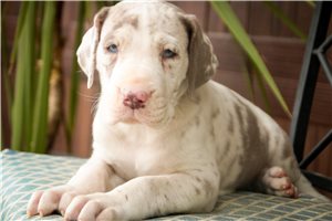 Bentley - Great Dane for sale
