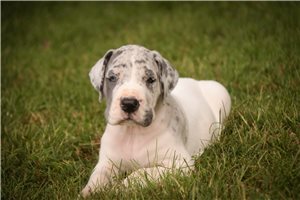 Raymond - puppy for sale