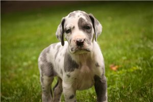 Albert - Great Dane for sale