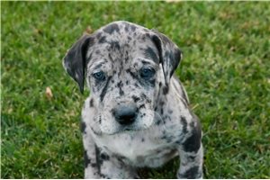 Gabriella - puppy for sale