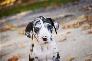 Gianna - puppy for sale