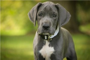 Allegra - Great Dane for sale