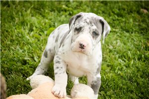 Bailey - Great Dane for sale