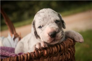 Alice - puppy for sale