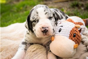 Brody - Great Dane for sale