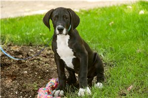 Gaston - puppy for sale