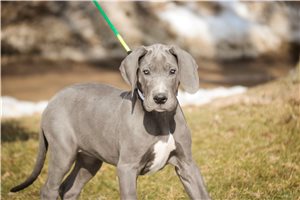 Cabaret - Great Dane for sale