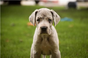 Alana - Great Dane for sale