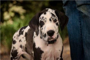 Alfie - Great Dane for sale
